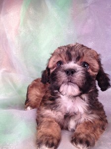 Male Teddy Bear Puppy for sale #12 |Teddy Bear puppies for sale in Providence RI cost More than Teddy Bears for sale at Purebredpups 3
